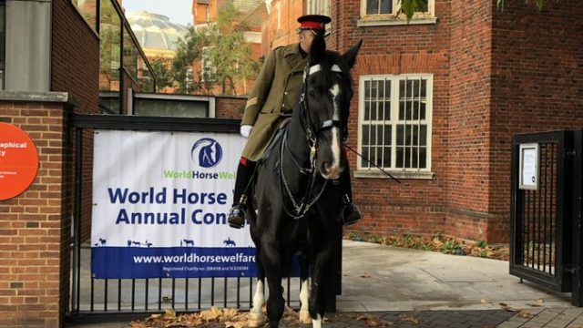 WoTA attended the World Horse Welfare Conference in London
